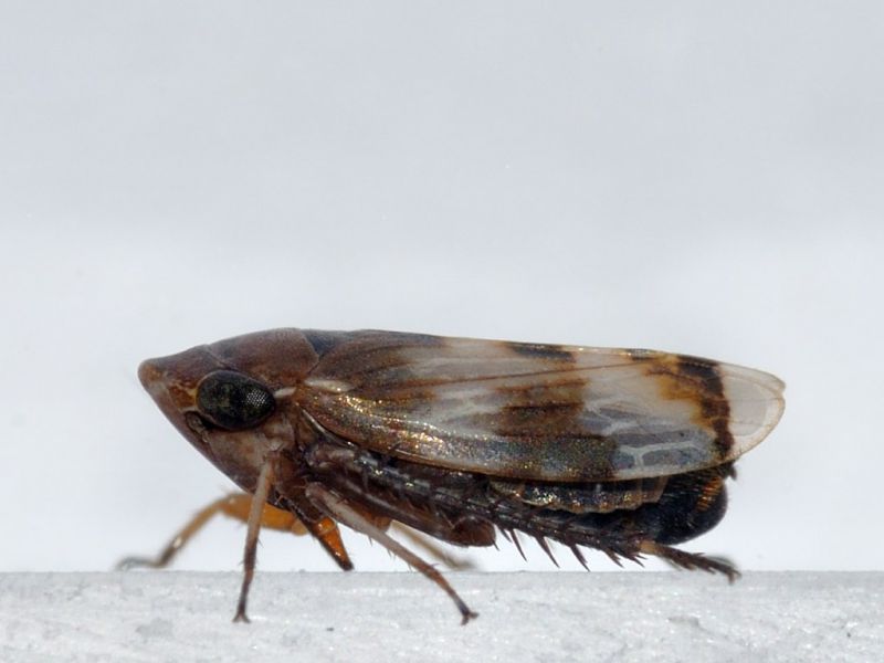 cicalina - 4 mm -20110524_074.jpg