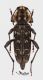 Xylotrechus rusticus-small.JPG