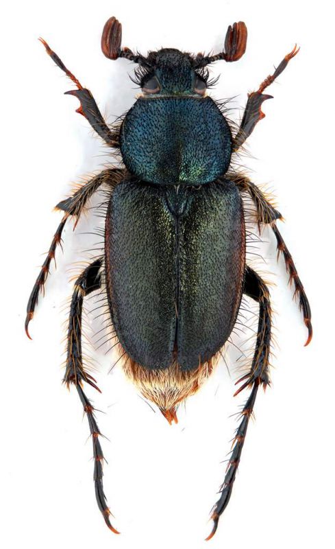 Amphycoma abdominalis male 8 mm.- Veneto - Tovena 500 mt.- 15- V-2011- Leg. Franco sandel.jpg