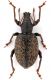 Othyorhyncus sp. 11.5 mm. - Grecia - Mt. Ossa - S.of Stomion - 800 mt. 25-V-2010-leg. Sandel Franco.jpg