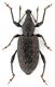 Othyorhyncus sp.  10 mm. - Grecia - Mt. Ossa - S.of Stomion - 800 mt. 25-V-2010-leg. Sandel Franco.jpg