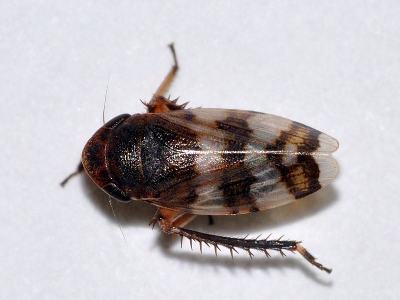 cicalina - 4 mm -20110524_060.jpg