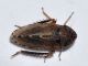 cicalina - 5 mm -20110525_123.jpg