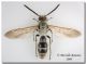 Campsomeriella thoracica_maschio_Foce Modione_1 VIII 2009.jpg
