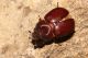 Phyllognatus excavatus. Porto Palo - AG. 19 Settembre 2009 (2).jpg