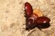 Phyllognatus excavatus. Porto Palo - AG. 19 Settembre 2009 (3).jpg