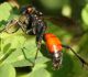 IMG_6820 Sphecidae.jpg