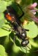 IMG_6823 Sphecidae.jpg