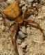 IMG_7235 Thomisidae.jpg