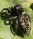 IMG_6921 Salticidae.jpg