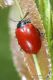 Chrysomela_IMG_9413.JPG