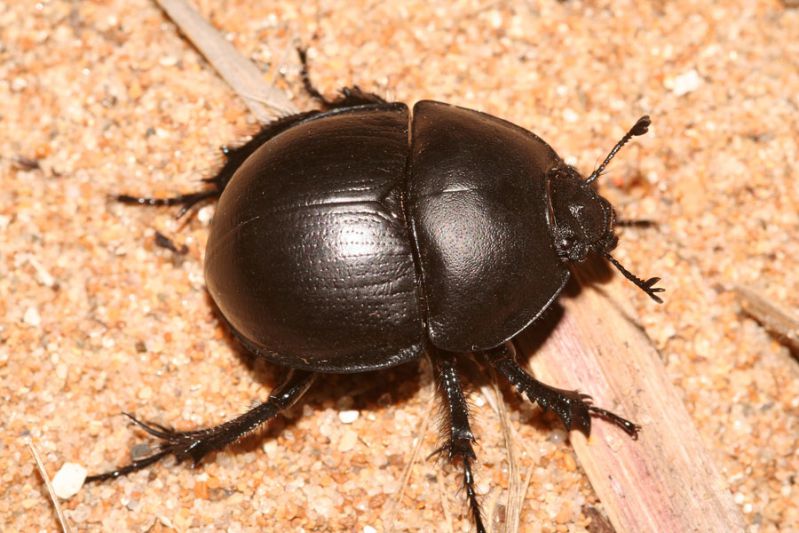 Thorectes marginatus. Dune del Belice - TP. 19 Settembre 2009 b.jpg