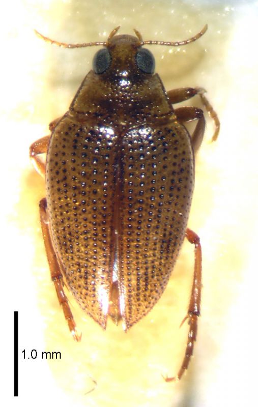 H flavicollis.jpg