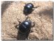 Thorectes marginatus1, Foce Modione, 15 aprile 2006.jpg