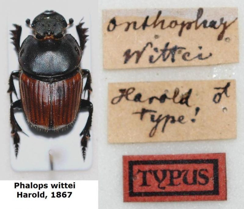 Phalops wittei Harold, 1867.JPG