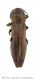 Agrilus cuprescenswtmk.jpg