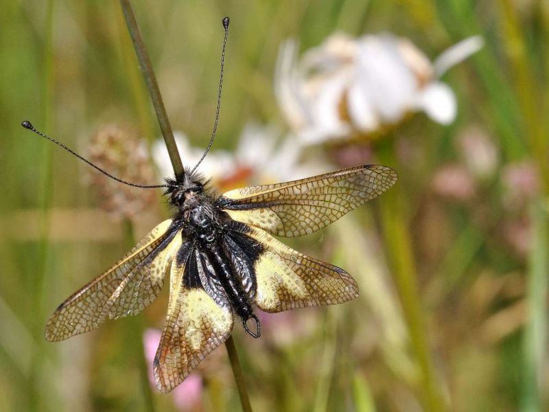 Ascalaphidae - Libelloides coccajus male20110529_443.jpg