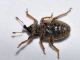 Curcu - 4 mm -20110530_056 Ventral view.jpg
