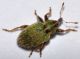 Curcu - 4 mm -20110530_058.jpg