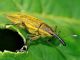 Curculionidae - Lixus sp - 18 mm -20110528_178.jpg