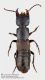 Ocypus_cfr_italicus_FEI_clido.jpg