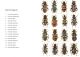 Trichodes 4.jpg
