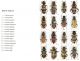 Trichodes 3.jpg