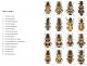 Trichodes 1.jpg
