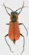 Malachiidae_Roma_1-VI-2011_8mm_grey.jpg