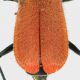 Malachiidae_Roma_1-VI-2011_8mm_part.jpg