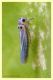 Cicadella.JPG