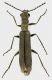 Ignoto_Maccarese_29-V-2011_5mm_grey.jpg