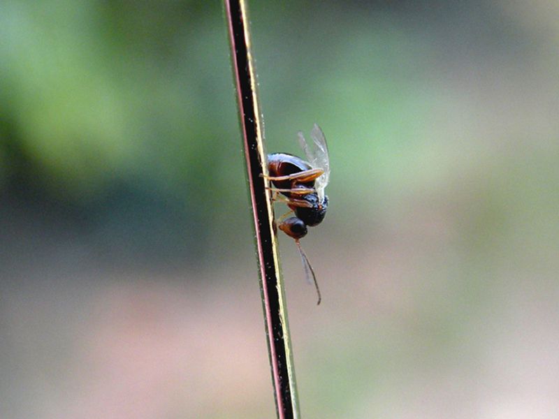 Biorhiza_pallida_Synergus_gallaepomiformis _inquilino.jpg