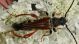 IMG_7912 Cerambycidae.jpg