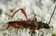 IMG_7913 cERAMBYCIDAE.jpg