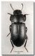 Opatroides punctulatus Segesta, 18 gennaio 2009_forum.jpg