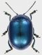 Chrysolina_SantAngelo_Romano_2-VI-2011_7,2mm.jpg