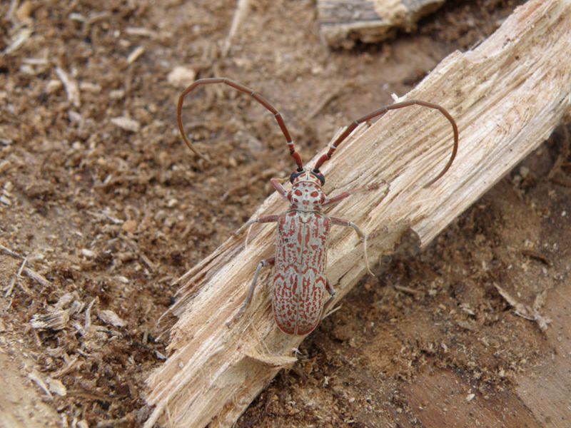 Brachytritus hieroglyphicus_Zambia_2008 346.jpg