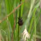 Brachycerus_4_SantAngelo_Romano_2-VI-2011_OL019.JPG