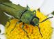 IMG_8083 Buprestidae.jpg