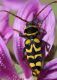 IMG_7971 Cerambycidae.jpg