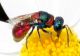 IMG_8100 Chrysididae.jpg