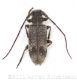 Exocentrus adspersuswtmk.jpg