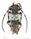 Pogonocherus hispiduluswtmk.jpg