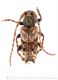 Pogonocherus hispiduswtmk.jpg