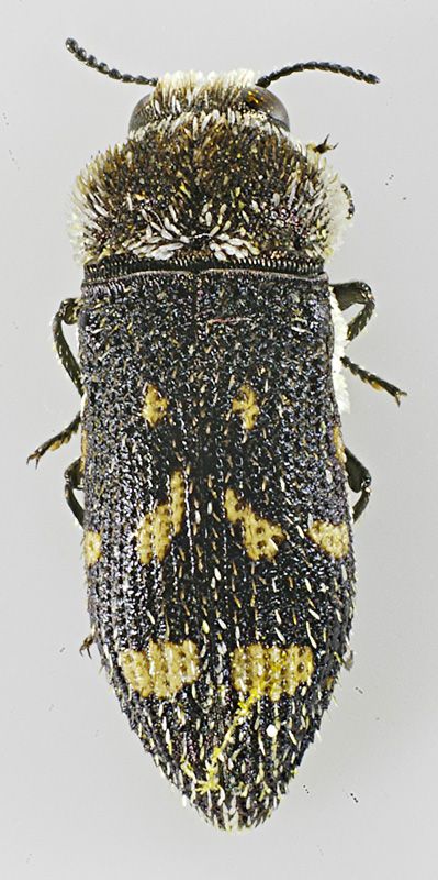 Acmaeoderella flavofasciata (Piller et Mittenpacher, 1783) - Buprestidae.jpg