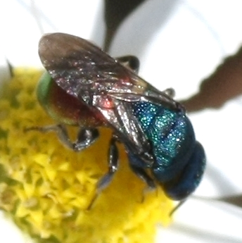 IMG_7948 Chrysididae.jpg