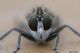 DSC_0433aapbase.jpg