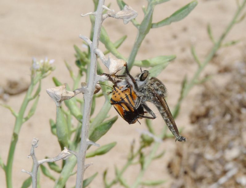 graphosoma semipunctatum.JPG