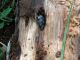Zographus aulicus_adulto in celletta_2.jpg
